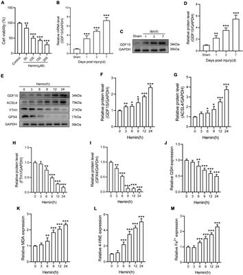 Growth Differentiation Factor 15 Regulates Oxidative Stress-Dependent Ferroptosis Post Spinal Cord Injury by Stabilizing the p62-Keap1-Nrf2 Signaling Pathway